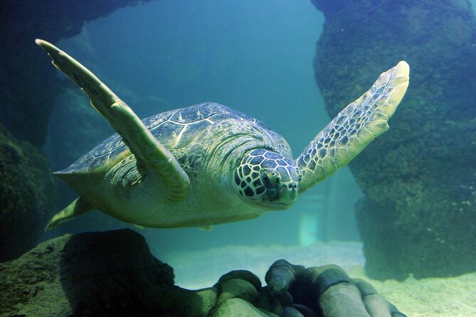 SEA LIFE Orlando Aquarium Admission Ticket at ICON Park - Who this experience fits best (and who might want something else)