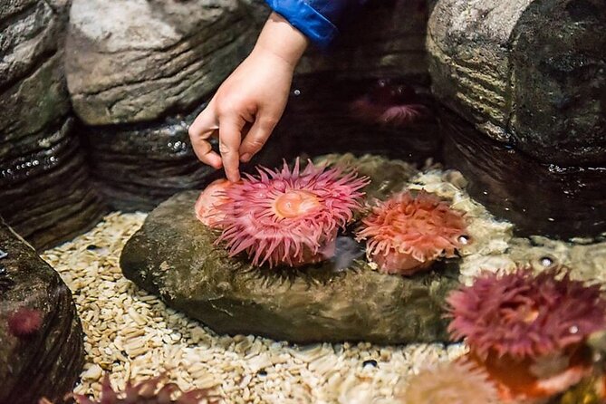 SEA LIFE Orlando Aquarium Admission Ticket at ICON Park - Should you book SEA LIFE Orlando Aquarium at ICON Park?