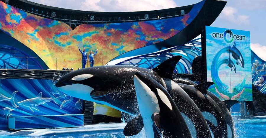 SeaWorld Orlando: Park Admission Ticket - Key Highlights Before You Go