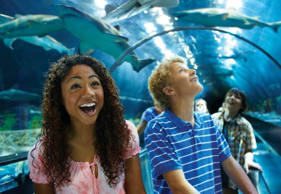 SeaWorld Orlando: Park Admission Ticket - Penguin Trek Through Antarctica: A Family Coaster With a Real Payoff