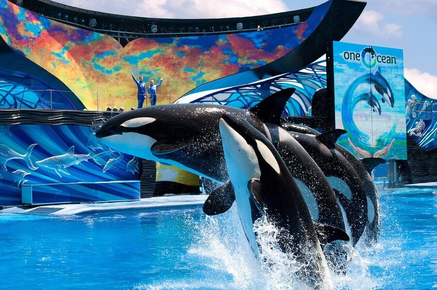 SeaWorld Orlando: Park Admission Ticket - Optional Add-Ons: Dining, Multi-Park Days, and Shuttles
