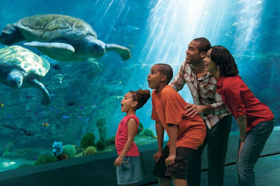 SeaWorld Orlando: Park Admission Ticket - Coasters That Make SeaWorld Worth the Ticket