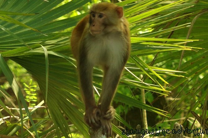 Silver Springs Clear Kayak Manatee, Monkey & Wildlife Adventures - Key highlights to know before you go