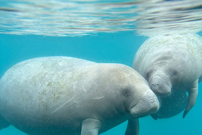Silver Springs Clear Kayak Manatee, Monkey & Wildlife Adventures - Guides make the difference: spotting, safety, and photo help