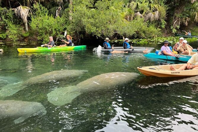 Silver Springs Clear Kayak Manatee, Monkey & Wildlife Adventures - Practical tips for your day trip from Orlando