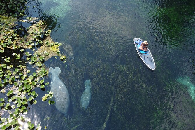 Silver Springs: Clear Kayak Wildlife Adventure - Wildlife Chances: Manatees, Monkeys, and the Rest of the Cast