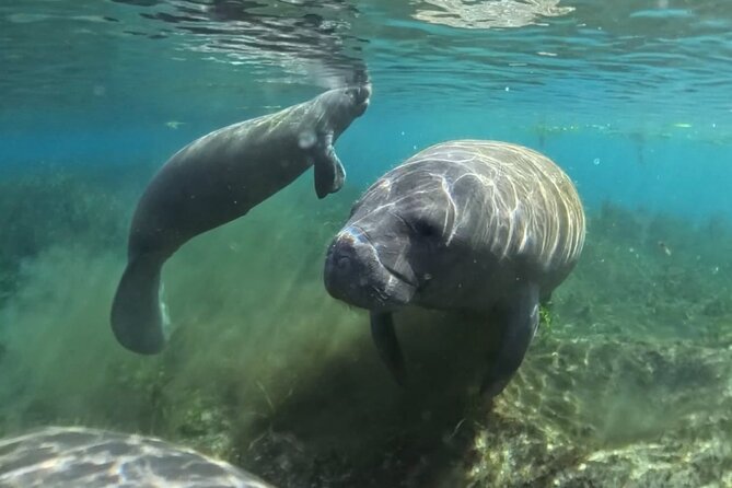 Silver Springs: Clear Kayaking Wildlife Tour - Casey’s Teaching Style: Comfortable for First-Timers