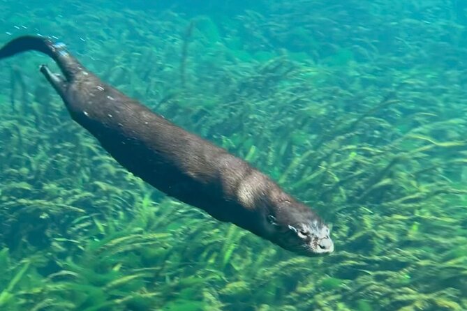 Silver Springs: Clear Kayaking Wildlife Tour - Stop 1: Silver Springs State Park and the Real Focus of the Trip