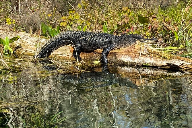 Silver Springs Glass Bottom Kayak Tour - Paddling for 2+ Hours: Fitness, Access, and the No-Stops Rule