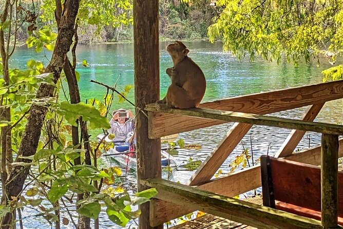 Silver Springs Jungle Kayaking and Paddleboarding - What I’d bet you’ll love