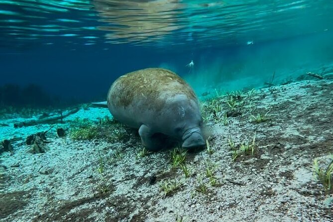 Silver Springs Jungle Kayaking and Paddleboarding - A Paddling Tip That Can Make the Return Easier