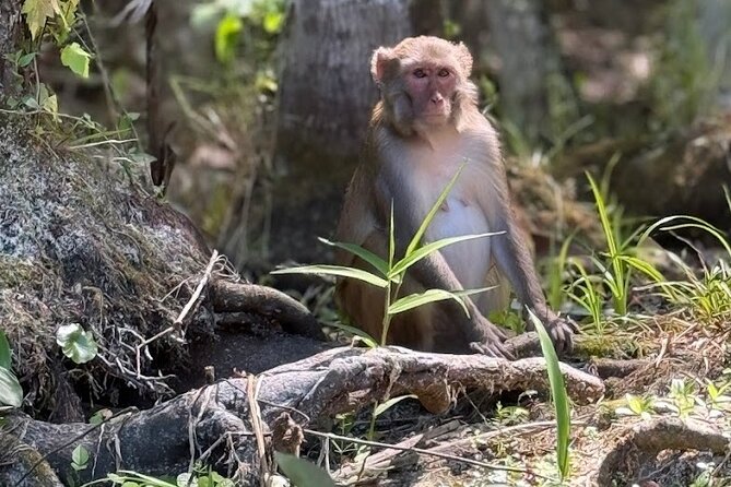 Silver Springs Jungle Kayaking and Paddleboarding - What You Get for $40 (and What Costs Extra)