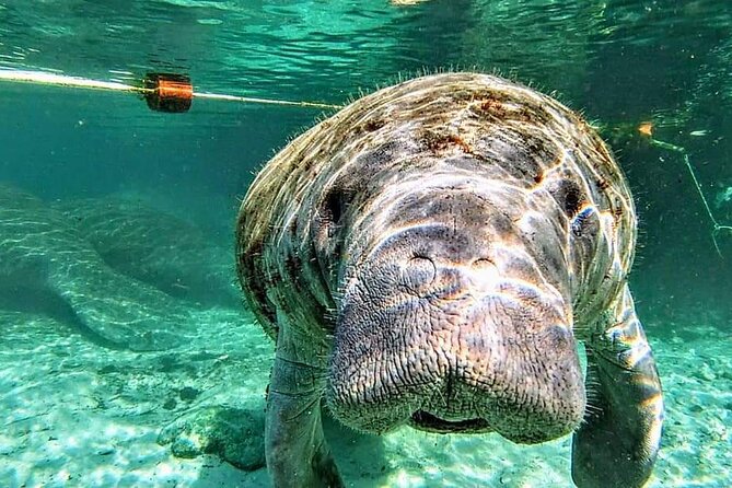Silver Springs Manatee Kayak Tour - Silver Springs manatees by kayak: what you’re really paying for