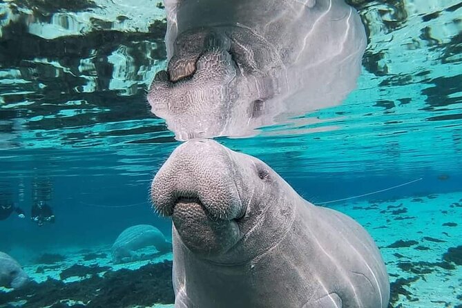 Silver Springs Manatee Kayak Tour - Best fit: who should book this kayak tour