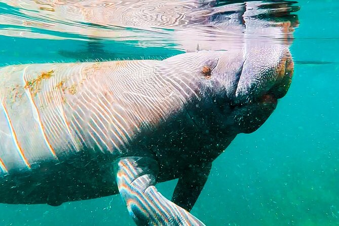Silver Springs Manatee & Monkeys Paddle Board Tour - Why Silver Springs Feels Like It Has Its Own Story