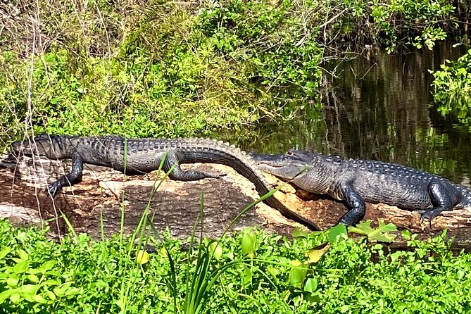 Silver Springs Premium Florida Wildlife Experience! - Key Things I’d Note Before You Go