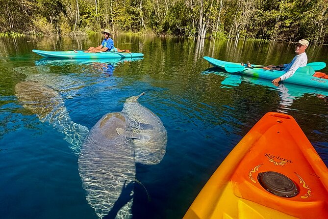 Silver Springs Premium Florida Wildlife Experience! - Silver Springs by Kayak: A Real-Florida Feeling You Can Paddle Into
