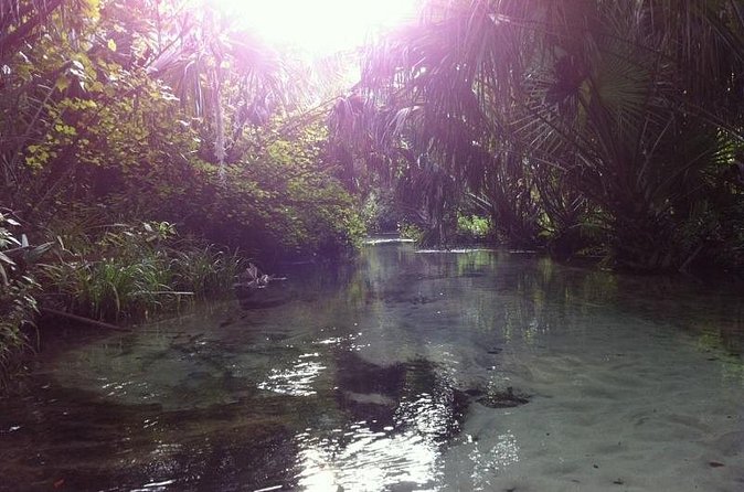 Silver Springs Self Guided Clear Kayak Rentals - Main River Paddling: Where Manatees Often Put on a Show