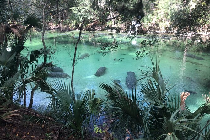 Small Group Manatee Discovery Kayak Tour near Orlando - Key highlights worth planning for