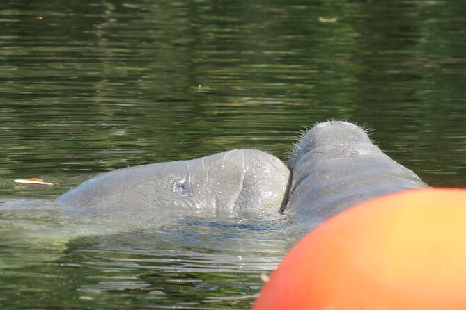 Small Group Manatee Discovery Kayak Tour near Orlando - Kayaks, comfort, and what to pack for Florida winter paddling