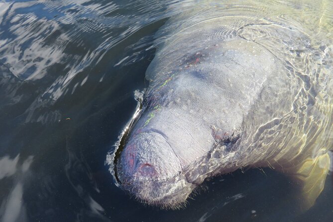 Small Group Manatee Discovery Kayak Tour near Orlando - Meeting at 2398 W French Ave and getting kitted up