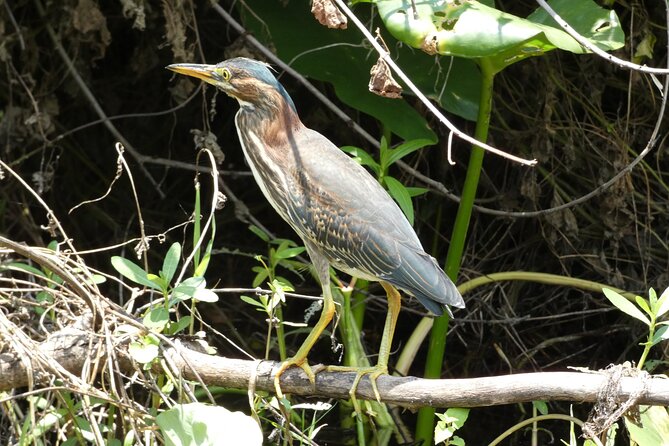 Small Group Scenic Wekiva River Kayak Tour near Orlando - Paddling Down the Wekiva: Wildlife, Birds, and Quiet Florida