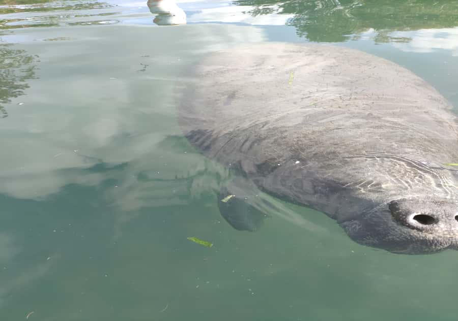 Small Group Silver Springs State Park Day Tour from Orlando - Getting There: Pickup Times, Small-Group Size, and What Your $75 Covers