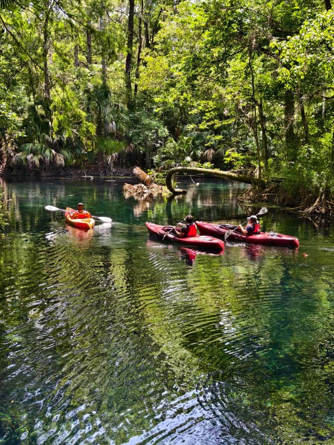Small Group Silver Springs State Park Day Tour from Orlando - The Glass-Bottom Boat Time and Mammoth Spring: Your Best Views in 30 Minutes