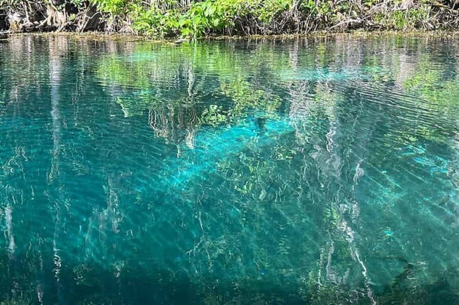 Small Group Silver Springs State Park Day Tour from Orlando - Underwater Movie Props and Old Artifacts: The Part People Don’t Expect