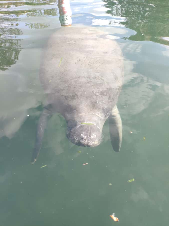 Small Group Silver Springs State Park Day Tour from Orlando - Wildlife Moments: Fish, Animals, and Timing Reality