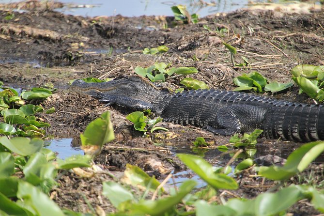 VIP Private Airboat Tour near Orlando - Gator Oasis: Your Best Shot at Up-Close Alligator Viewing