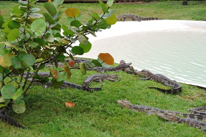VIP Private Airboat Tour near Orlando - Timing, Weather, and What to Wear on the Water