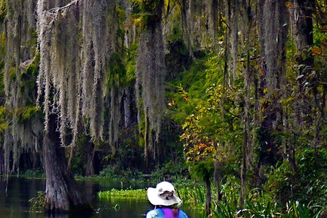Wekiva River Guided Kayak Tour - Wekiva River: why this kayak tour feels different from Orlando sightseeing