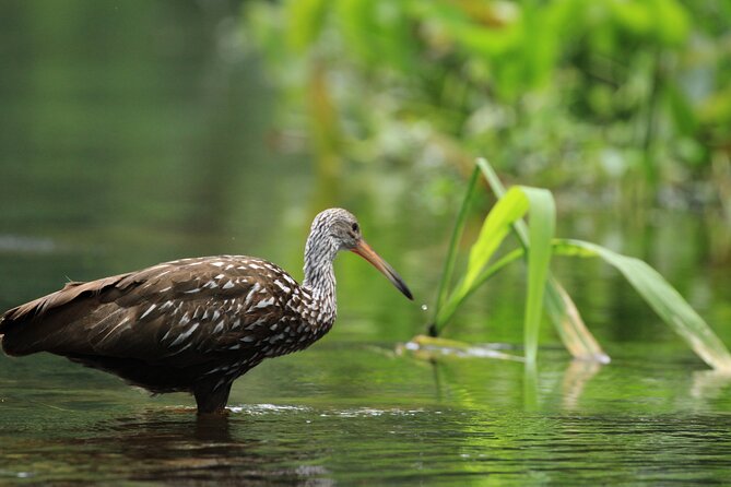 Wekiva Wildlife Kayaking Adventure Tour - Pricing and Value: Why $55 Feels Fair Here