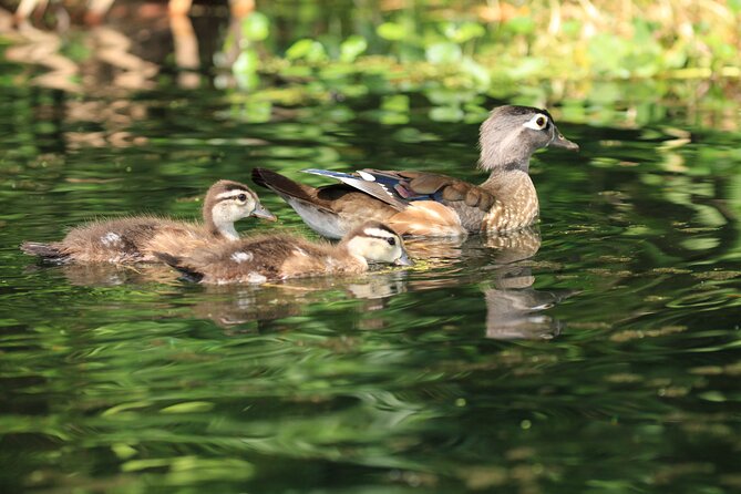 Wekiva Wildlife Kayaking Adventure Tour - Small Groups, Friendly Coaching, and Why Aaron Gets Mentioned