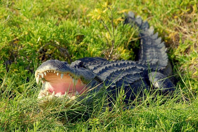 Wild Florida Adventure Package Tour with Hotel Pickup & Lunch - Wild Florida Airboat Day: what you’re really buying for $139