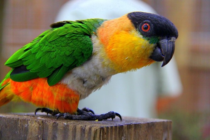 Wild Florida Adventure Package Tour with Hotel Pickup & Lunch - Wild Florida Adventure Park: boardwalk calm, rescue animals, and bird time