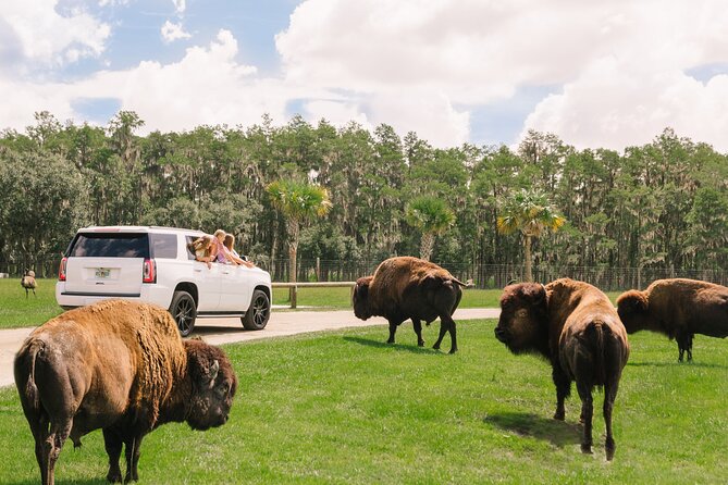 Wild Florida Drive-Thru Safari and Gator Park Admission - Drive-Through Safari: Control the Pace