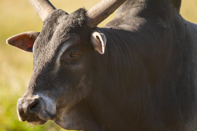 Wild Florida Drive-Thru Safari and Gator Park Admission - Giraffe Feeding: The Extra You May Want to Make It Special