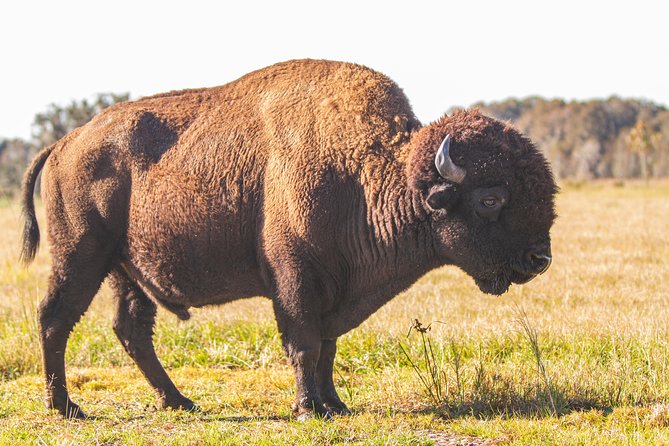Wild Florida Drive-Thru Safari and Gator Park Admission - Timing, planning your drive, and where this fits in your Orlando day