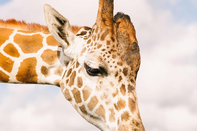 Wild Florida Drive-Thru Safari and Gator Park Admission - Getting your money’s worth at $35