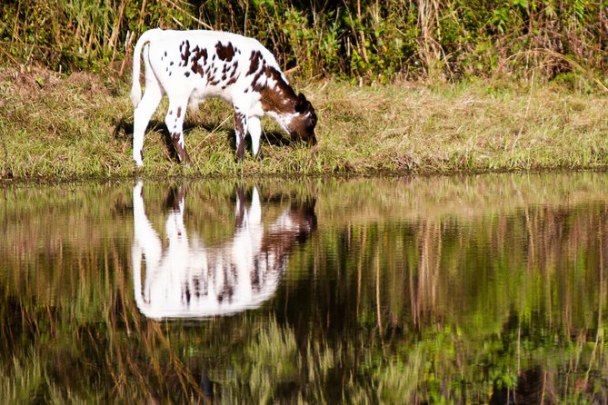 Wild Florida Drive-Thru Safari and Gator Park Admission - Practical checklist before you go